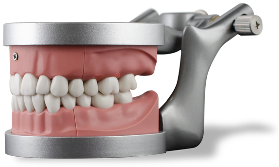 Endodontics/Prosthodontics