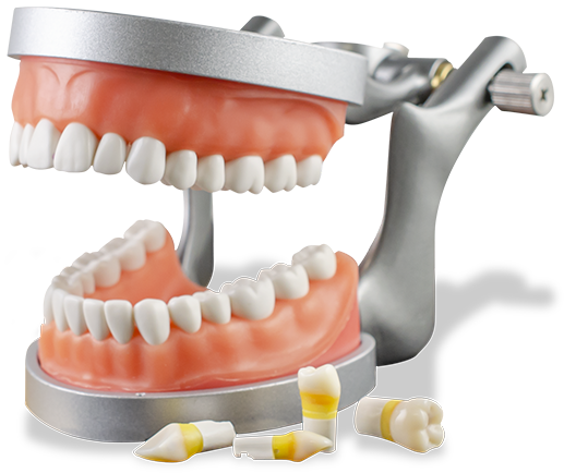 Licensure Series clinical exam dental models